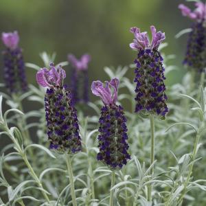 【当店農場生産】ラベンダー サクレクール パープル 9cmポット苗