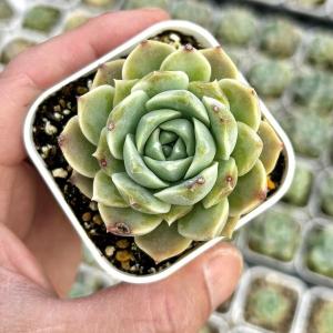 多肉植物 エケベリア パイプドリーム 7.5cmポット苗
