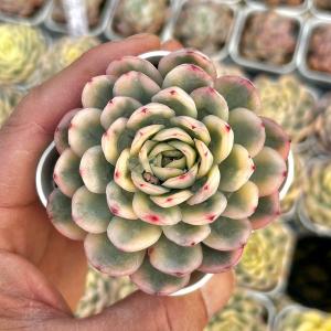 多肉植物 エケベリア ストロベリーアイス錦 7.5cmポット苗