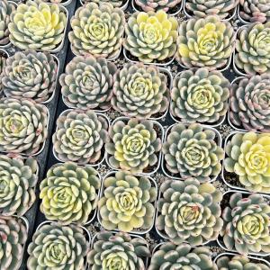 多肉植物 エケベリア ストロベリーアイス錦 7...の詳細画像1
