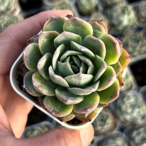 多肉植物 エケベリア イブニングブリーズ 7.5cmポット苗