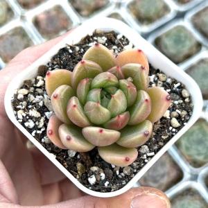 多肉植物 エケベリア クリアスカイ 7.5cmポット苗