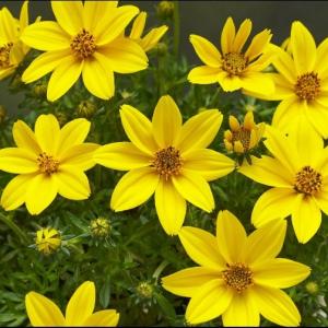 【当店農場生産】ビデンス ビッグイエロー 9cmポット苗 半耐寒性多年草