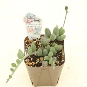 【提携農場生産】多肉植物 セネシオ アーモンド...の詳細画像1
