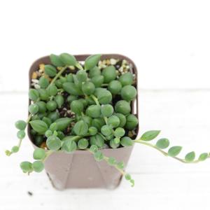 【提携農場生産】多肉植物 セネシオ ピーチネックレス 7.5cmポット苗