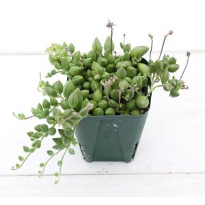 【提携農場生産】多肉植物 セネシオ ピーチネッ...の詳細画像1