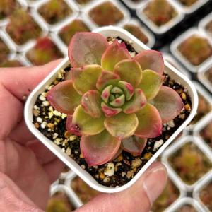 多肉植物 エケベリア シャーベル 7.5cmポット苗