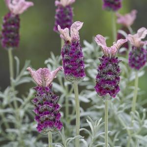 【当店農場生産】ラベンダー サクレクール ピンク 9cmポット苗