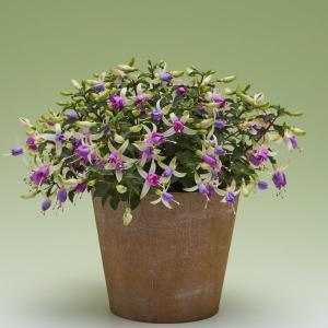 【当店農場生産】フクシア プーニー ホワイト&...の詳細画像1