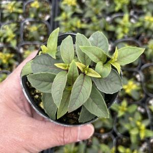 【当店農場生産】フクシア プーニー ホワイト&...の詳細画像2