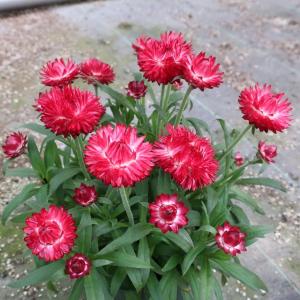 【当店農場生産】ヘリクリサム（帝王貝細工・ムギワラギク）パステルNEO パープルローズ 9cmポット苗 多年草