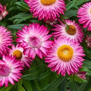 【当店農場生産】ヘリクリサム（帝王貝細工・ムギワラギク）パステルNEO ピンク 9cmポット苗 多年草