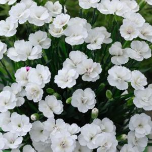 【当店農場生産】ダイアンサス ラッキーリップス リサ 9cmポット苗 耐寒性多年草