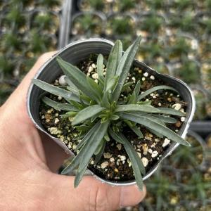 【当店農場生産】ダイアンサス ラッキーリップス...の詳細画像2