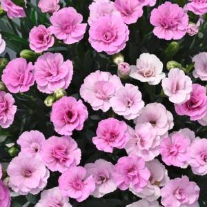 【当店農場生産】ダイアンサス ラッキーリップス ローラ 9cmポット苗 耐寒性多年草