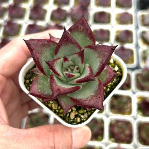 多肉植物 エケベリア レッドサンダルウッドジュース 7.5cmポット苗