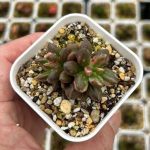 多肉植物 エケベリア ブラックビューティー 7.5cmポット苗