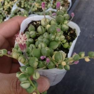 【提携農場生産】多肉植物 セネシオ 斑入グリーンネックレス 7.5cmポット苗