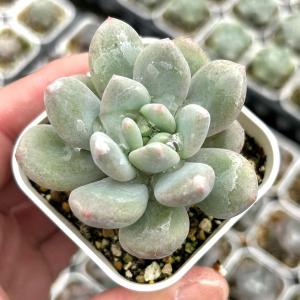 多肉植物 エケベリア ハーフサマー 7.5cmポット苗