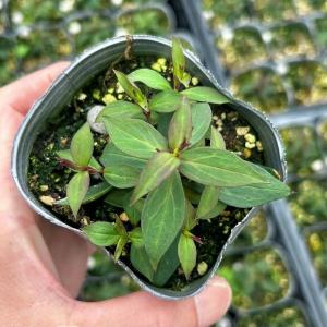 【当店農場生産】シレネ シルキー ピンク 9c...の詳細画像1