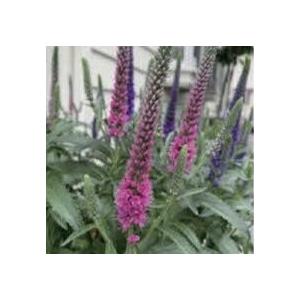 【当店農場生産】ベロニカ アニバーサリー ローズ 9cmポット苗 多年草