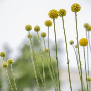 【当店農場生産】クラスペディア ソーラーポップ...の詳細画像2