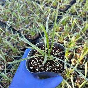 【当店農場生産】クラスペディア ソーラーポップ...の詳細画像3