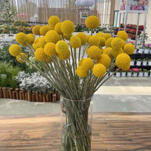 【当店農場生産】クラスペディア ソーラーポップ...の詳細画像1