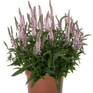 【当店農場生産】ベロニカ キャンデラ ピンク 9cmポット苗 多年草