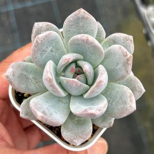 多肉植物 エケベリア ジェリーピンクフロストオレンジ 7.5cmポット苗