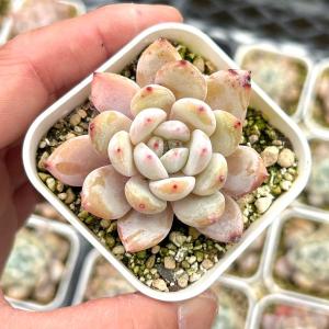 多肉植物 エケベリア ジェリーピンクフロストオ...の詳細画像1