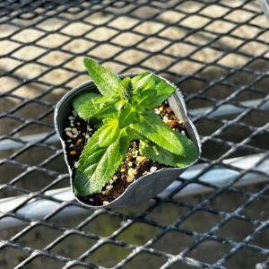 【当店農場生産】ベロニカ キャンデラ ブルー ...の詳細画像1