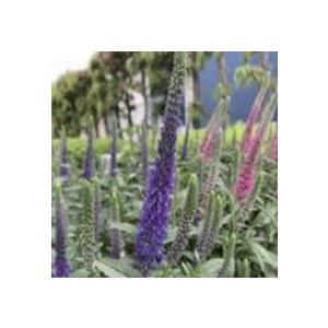 【当店農場生産】ベロニカ アニバーサリー ブルー 9cmポット苗 多年草