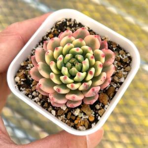 多肉植物 エケベリア ブルーアップル錦 7.5cmポット苗