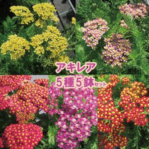 【当店農場生産】アキレア ミリーロック 5種類5鉢セット 9cmポット苗 耐寒性宿根草