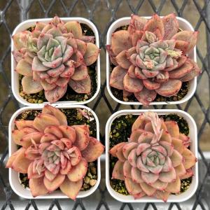 多肉植物 エケベリア レッドマディバ 7.5cmポット苗