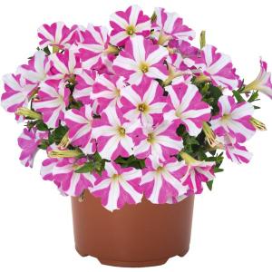 【当店農場生産】ペチュニア ペッピー ピンク（花なし苗）9cmポット苗