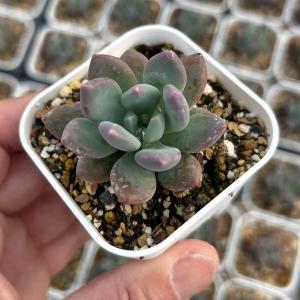 多肉植物 パキフィツム ルージュビューティー 7.5cmポット苗