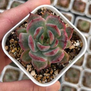 多肉植物 エケベリア アイリス 7.5cmポット苗