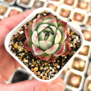 多肉植物 エケベリア アイリス 7.5cmポット苗の詳細画像1