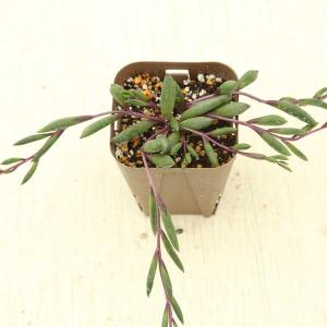 【提携農場生産】多肉植物 セネシオ ルビーネックレス 7.5cmポット苗