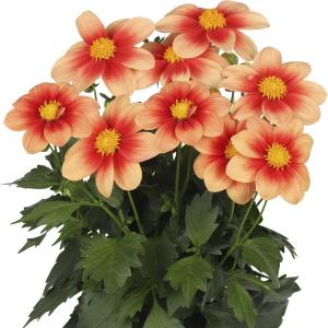 【当店農場生産】ダリア サマービーズ サーモンバイカラー 9cmポット苗 耐寒性多年草