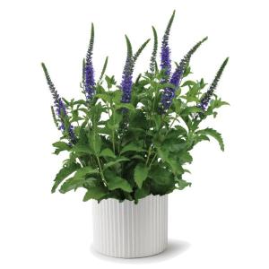 【当店農場生産】ベロニカ ロニカ ブルー 9cmポット苗