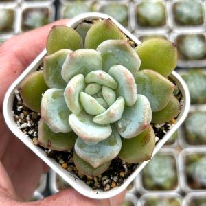 多肉植物 エケベリア モンロー 7.5cmポット苗