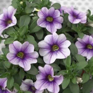 【当店農場生産】カリブラコア ウノ ライトブルーベイン 9cmポット苗 分枝多くコンパクト！