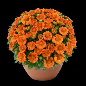 【当店農場生産】ガイラルディア ガスト オレンジゼスト（花なし苗） 9cmポット苗