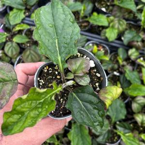 【当店農場生産】カットフラワーガーベラ「パステ...の詳細画像1