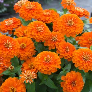 【当店農場生産】ジニア プレシオーサ オレンジ 9cmポット苗 かわいいお花が咲きます♪