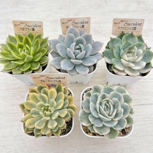 【数量限定!】お買い得!多肉植物「錦」5種類セ...の詳細画像1