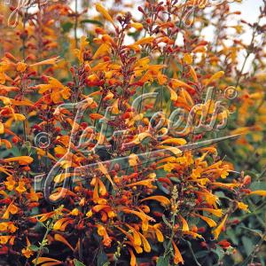 【当店農場生産】アガスターシェ アプリコットスプライト 9cmポット苗 耐寒性宿根草